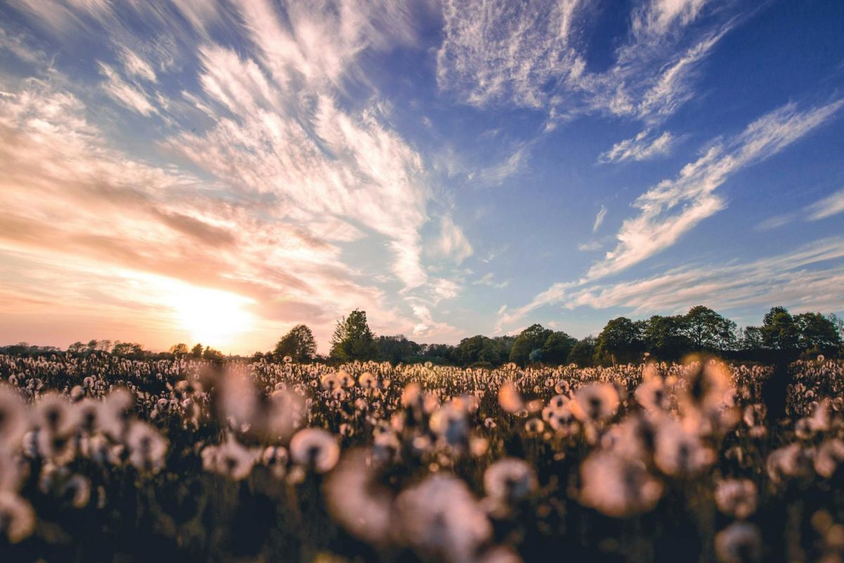 Beautiful cotton field with a stunning sunset sky. Vibrant colors and peaceful nature scene.