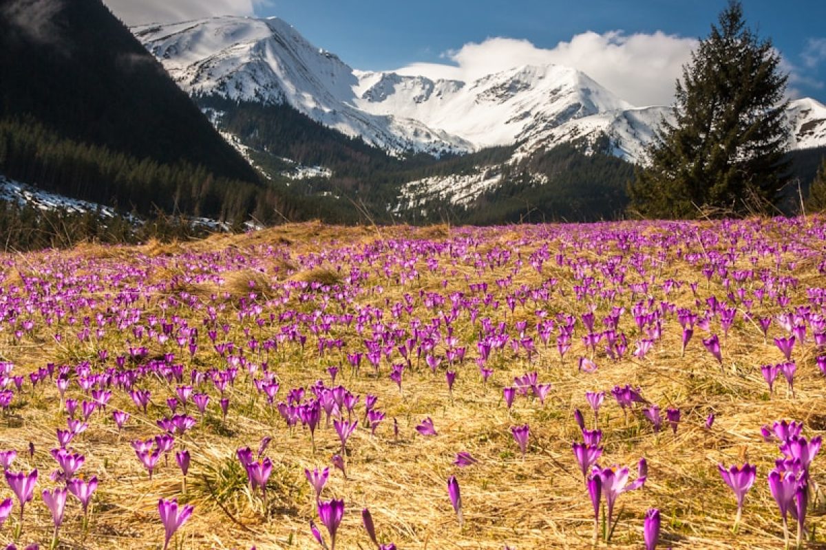 purple flower field near green pine tree forest