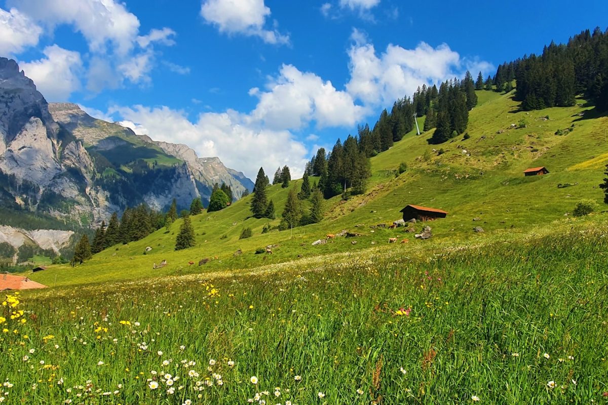 a grassy field with a mountain in the background