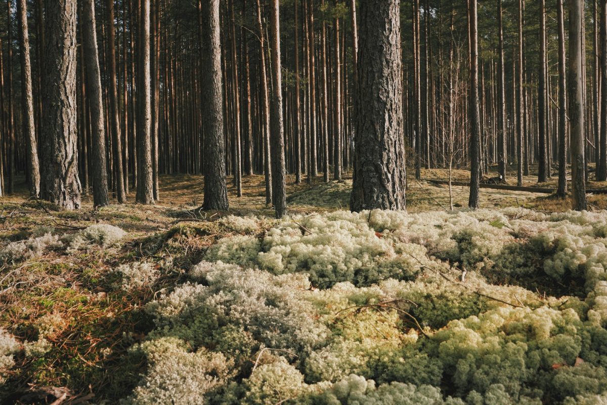 green moss on brown tree trunk