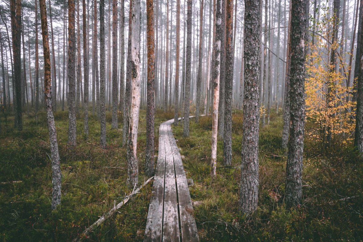 brown wooden pathway on forest
