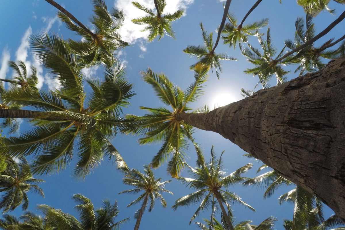 worm's eye view of coconut trees