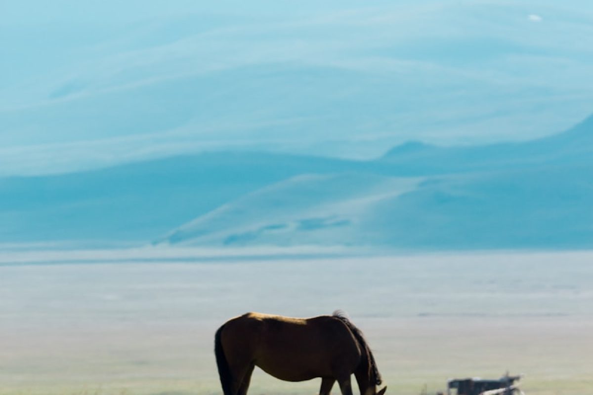 horse eating grass on field at daytime