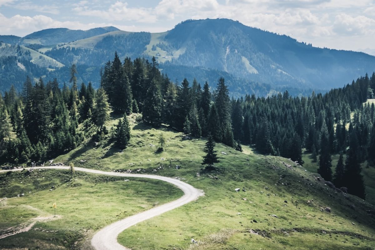 gray winding road near forest